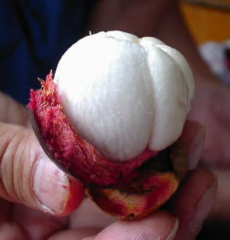 �}���S�X�e�B��