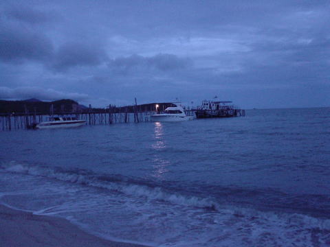 �R�T���C�̒�