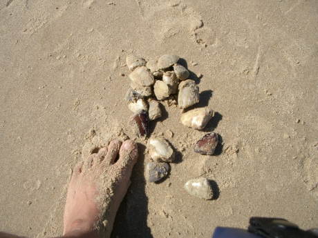 pipi�ƌĂ΂��A�T���Ɏ����L