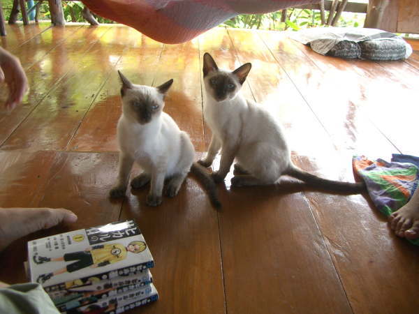 �L�ƃX����