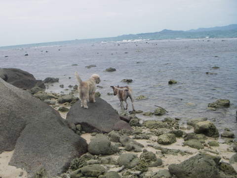 ���̂܂܂ǂ�����