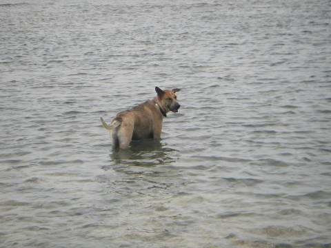 ���̃V�����[�^�C���B