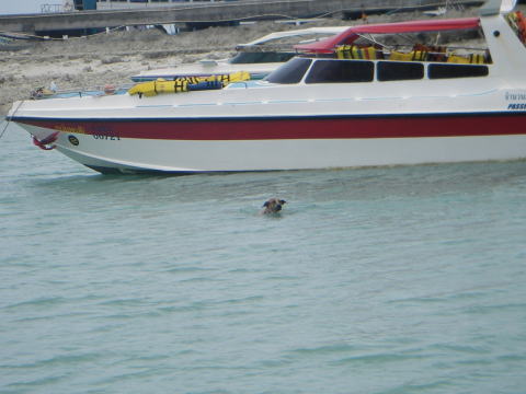 ���������ɉj���܂��B���������̌��B