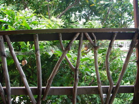 �����̃A�N�Z�T���[