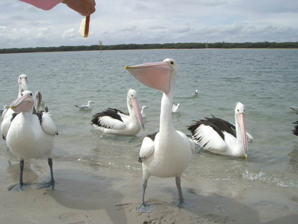 ���[���I