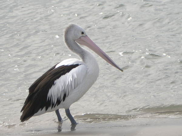 ���ꂢ�ł���H