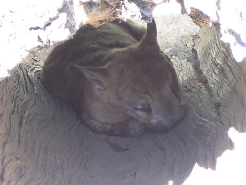 �E�H���o�b�g