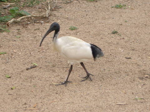 �I�[�X�g�����A�N���g�L