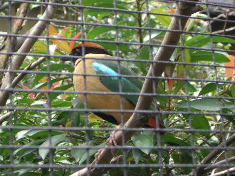 �L���O�t�B�b�V���[