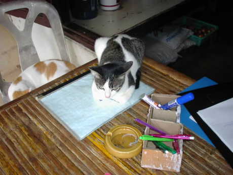 ���͂��̏ꏊ���D���Ȃ�