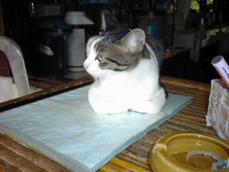 �ז����Ȃ��ł�A�t���I