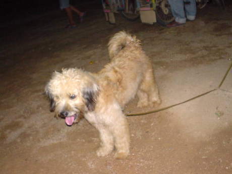 �V�т܂���