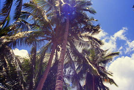 �t�B���s���̃��V�̖�