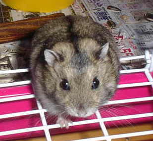 �g�͂ނ����h�ł��A��낵��