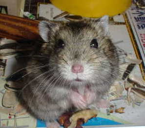 ���߂�͂ނ���